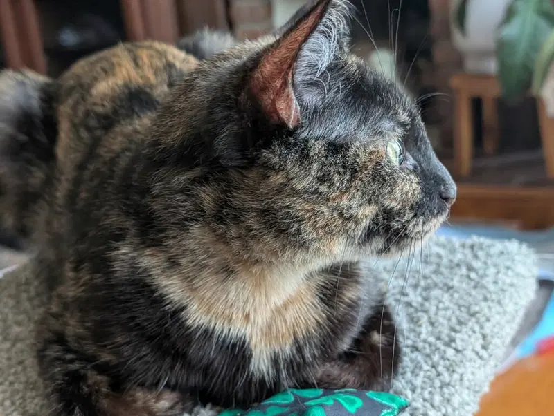 Penny, photo 6