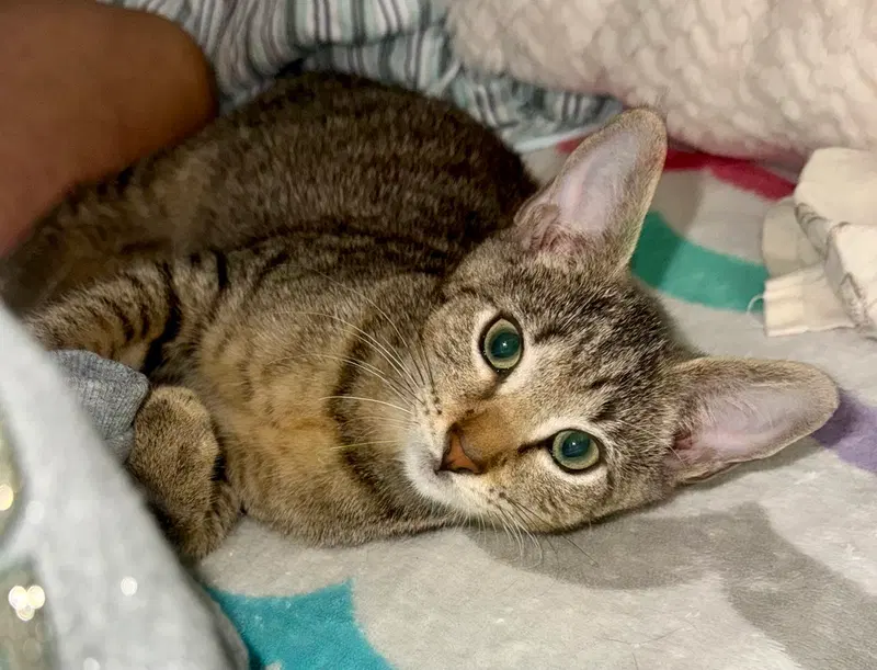 Albus, a young male Tabby cat up for adoption