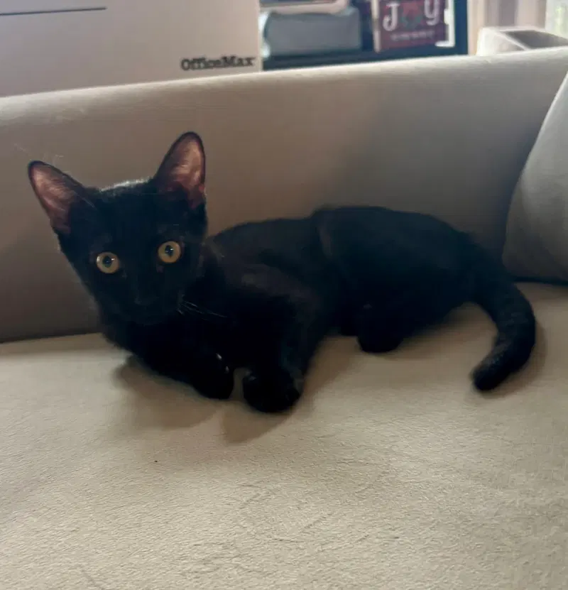 Kelly(must be adopted w/Konnie, a male kitten up for adoption