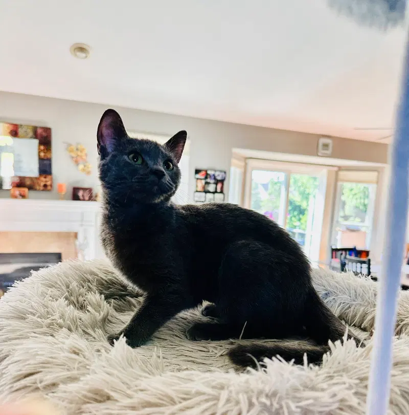 Kelly(must be adopted w/Konnie, photo 3