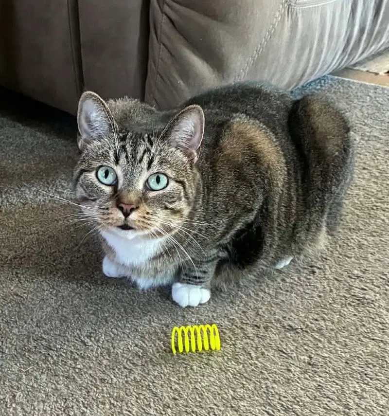 Snickers, an adult female cat up for adoption