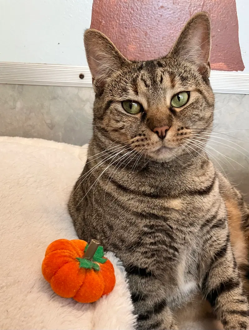 Kamir, an adult female Tabby cat up for adoption