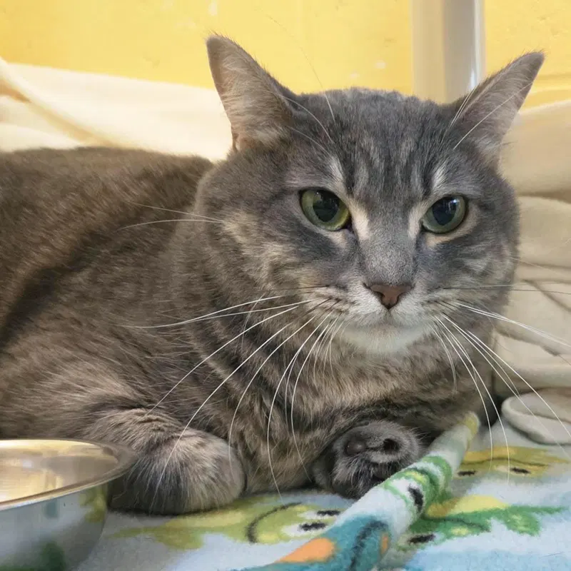 Mango, an adult female cat up for adoption
