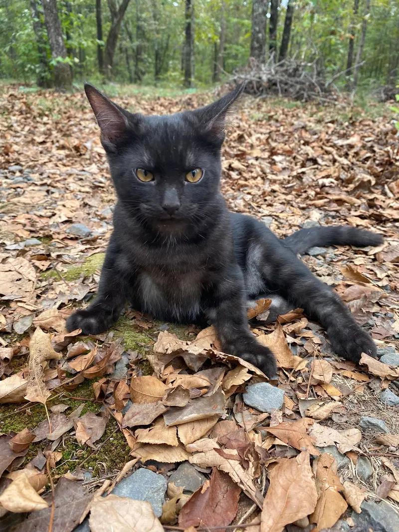 Seymour, a male kitten up for adoption