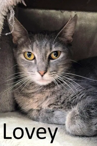 Lovey, an adult female Tabby cat up for adoption