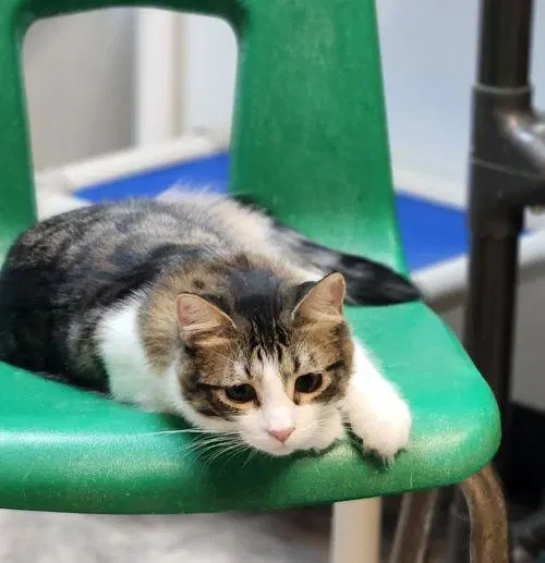 Cat, a young female Maine Coon cat up for adoption