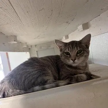 Cat 27878, photo 2