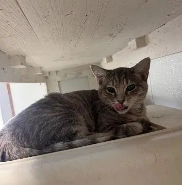Cat 27878, photo 3