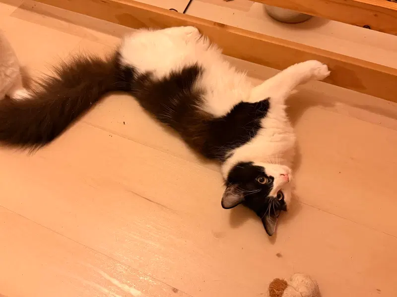 Cindy Crawford, a female kitten up for adoption