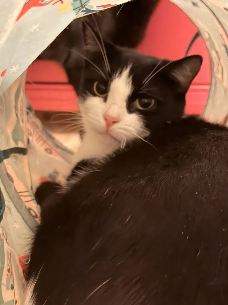 Harlequin Doll, a male kitten up for adoption