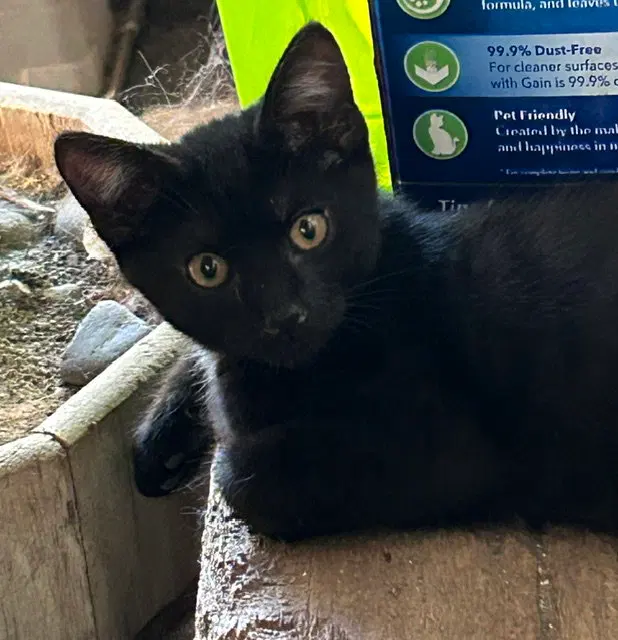 Emeril, a young male cat up for adoption