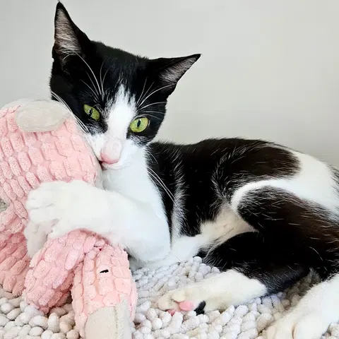 Watch the video of Daphne