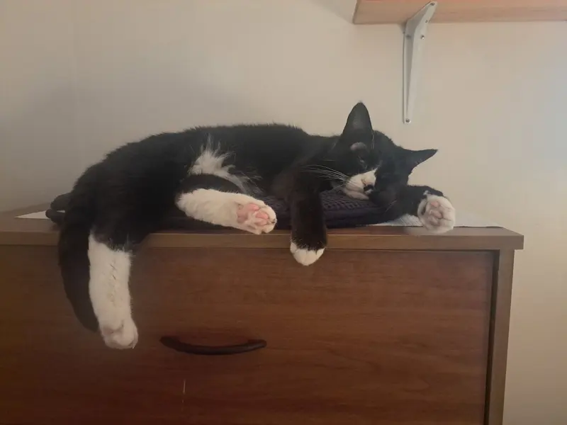 Mr. Personality, photo 2