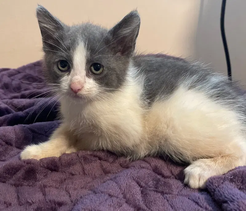 Clara, a female kitten up for adoption