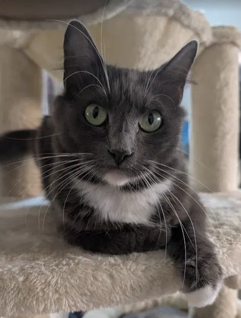 Kindle, an adult female cat up for adoption