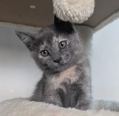 Prose, a female kitten up for adoption