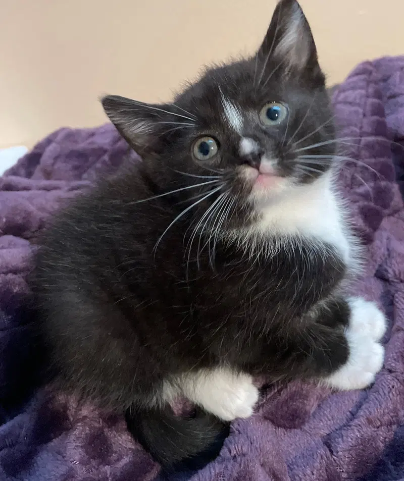 Vera, a female kitten up for adoption