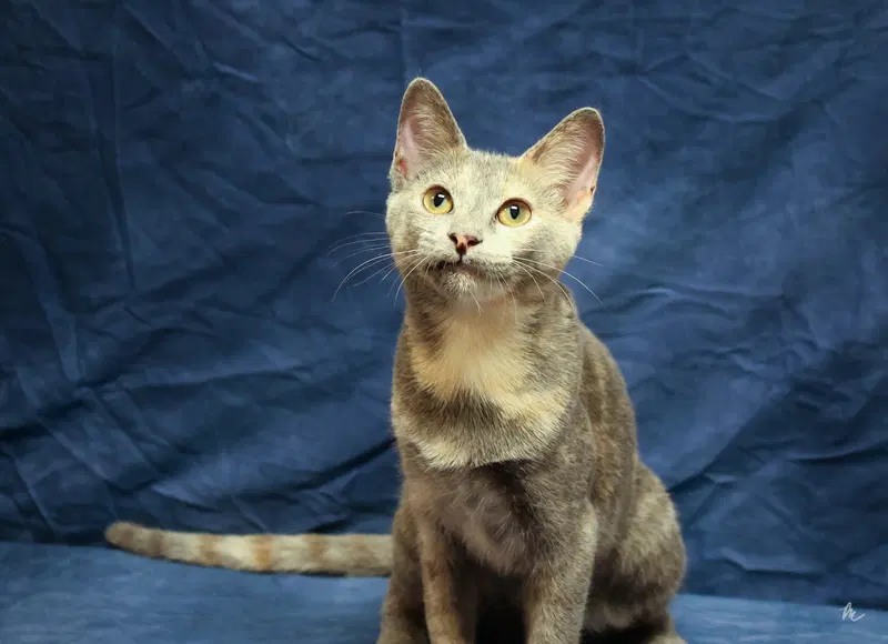 Bussi, a young female cat up for adoption