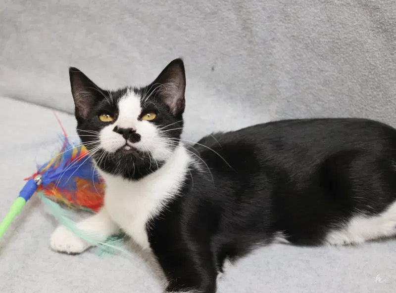 Quincy, a young male cat up for adoption