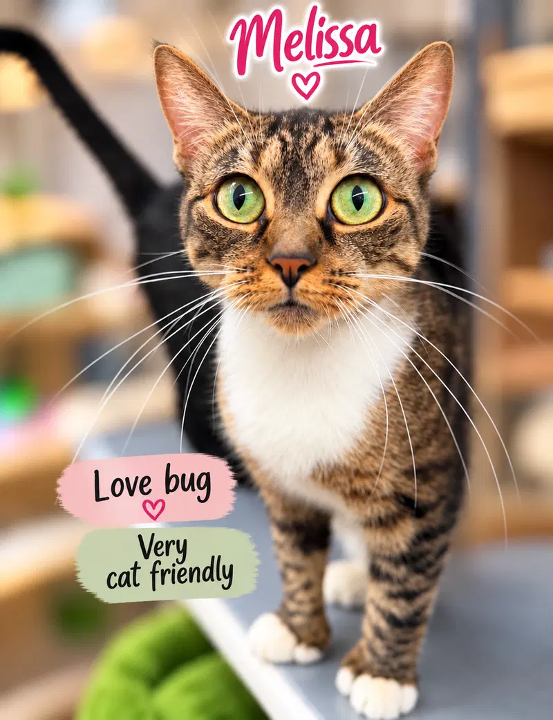 Melissa, Willow Grove PA FCID/24/2026-154, a young female Extra-Toes Cat (Hemingway Polydactyl) cat up for adoption