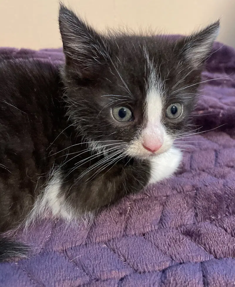 Ring, a male kitten up for adoption