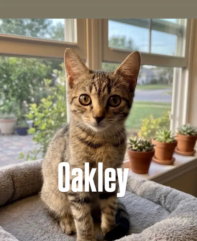 Oakley, a young female Tabby cat up for adoption