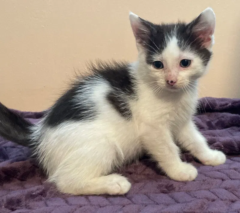 Vita, a male kitten up for adoption