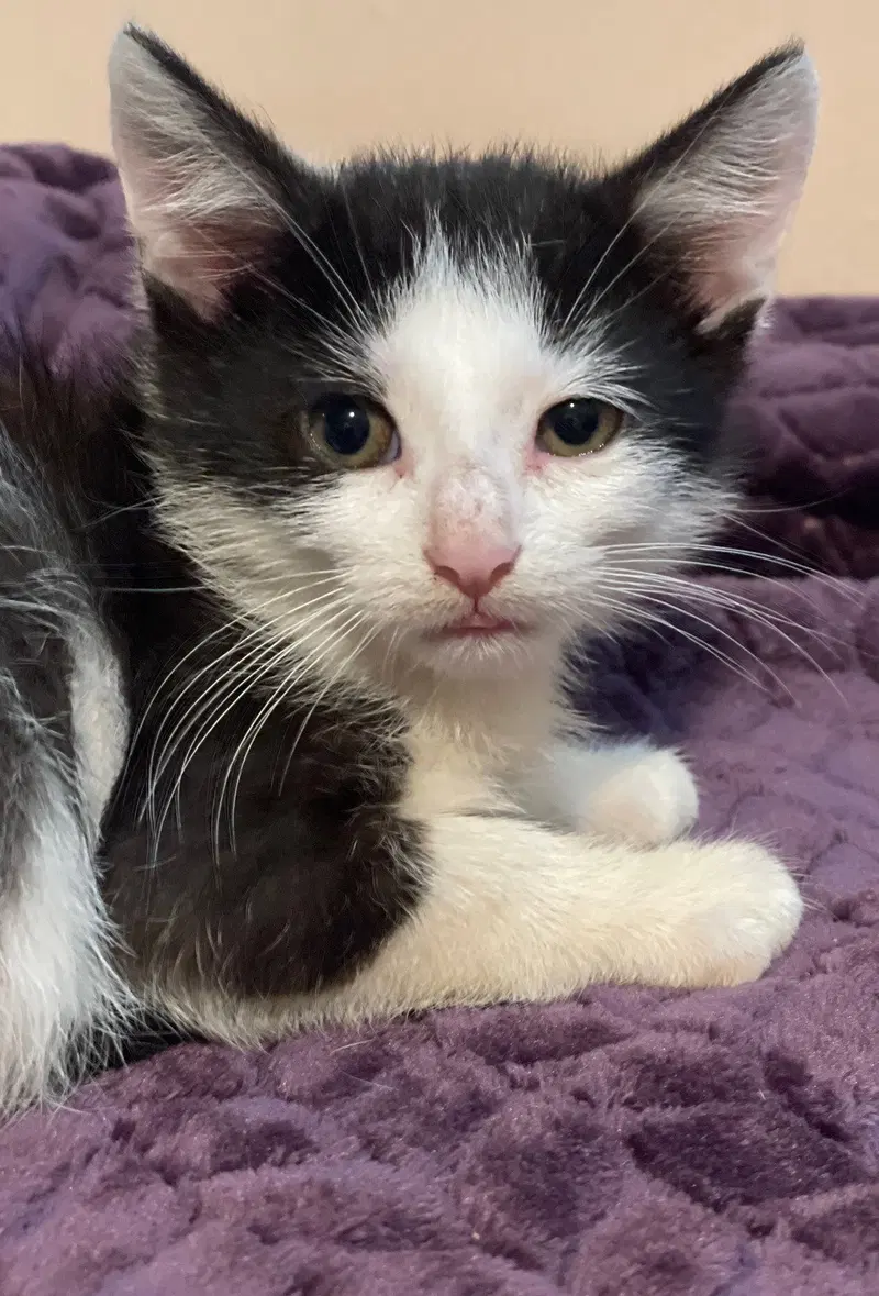 Aris, a male kitten up for adoption