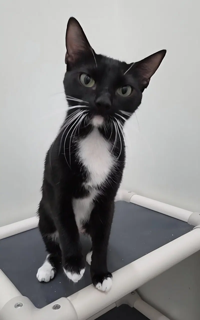 Usagi, a young female cat up for adoption