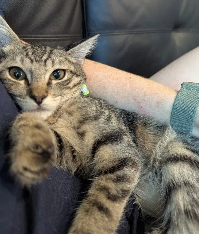 Harvey, a male kitten up for adoption