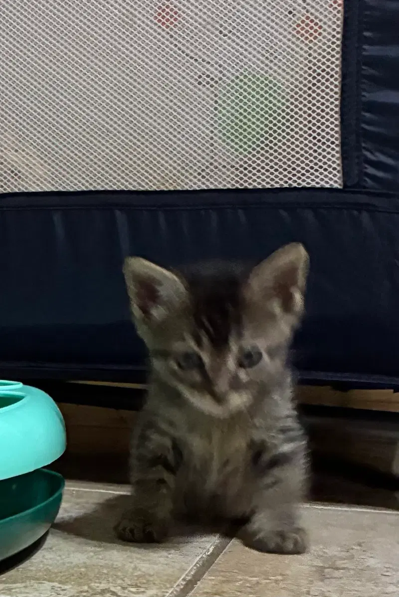 Toy Story bunch 5, a male kitten up for adoption