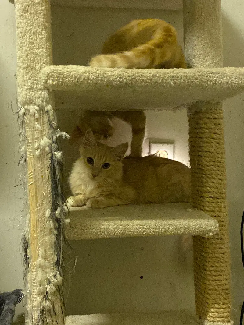 Fennec, a male kitten up for adoption