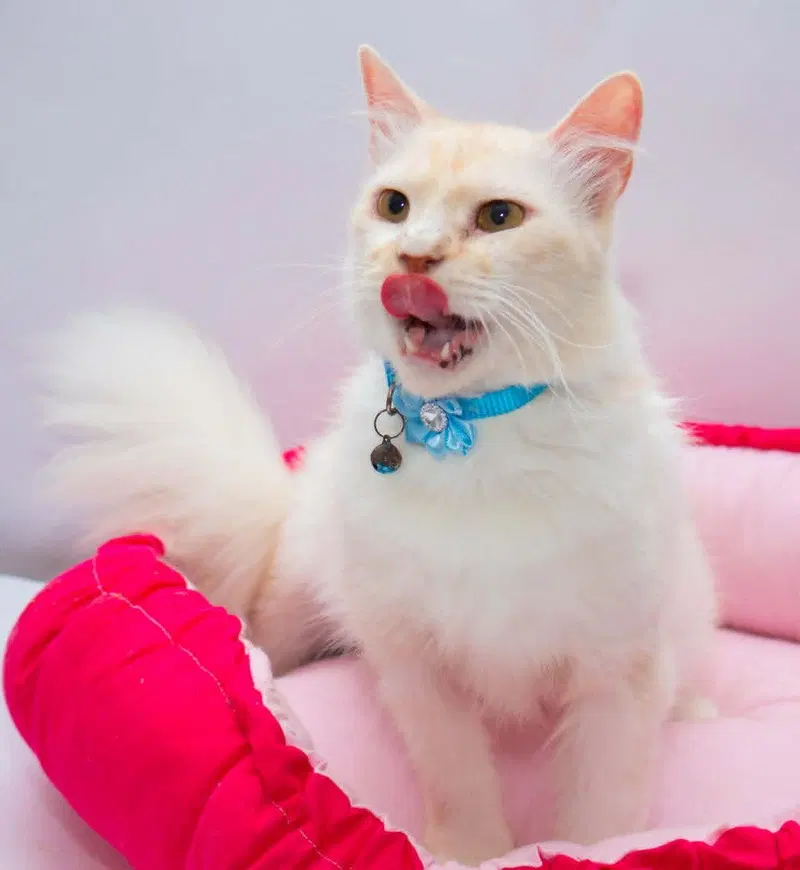 leo, an adult Persian cat up for adoption