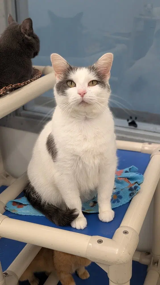 Suzie, an adult female cat up for adoption