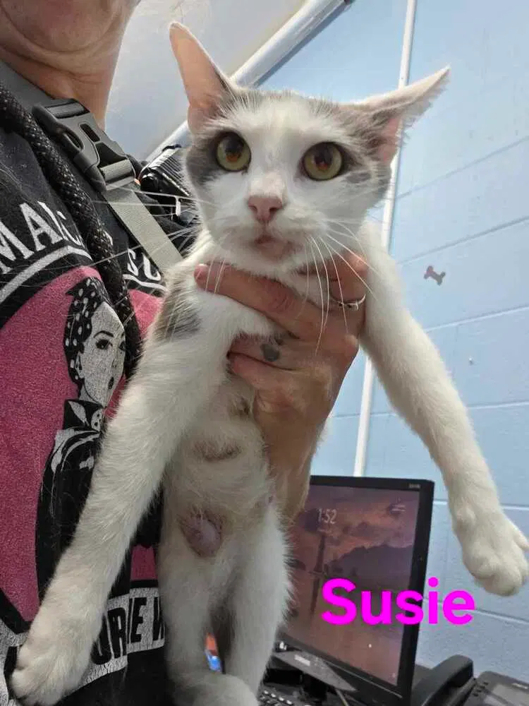Suzie, photo 3