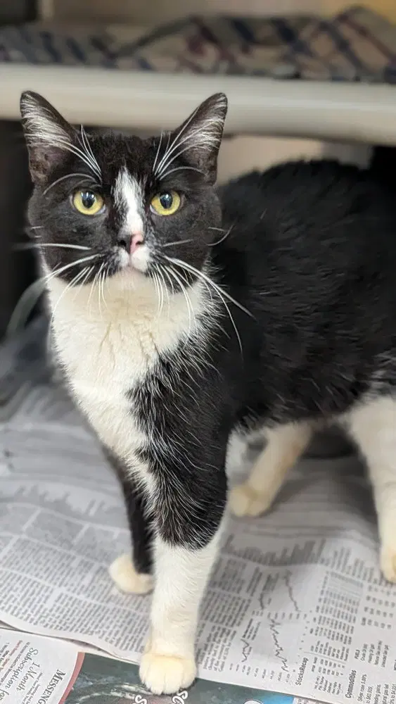 English, an adult female cat up for adoption