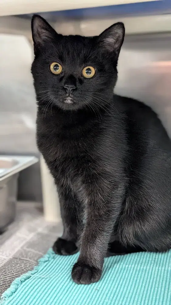 Phaedra, a female kitten up for adoption