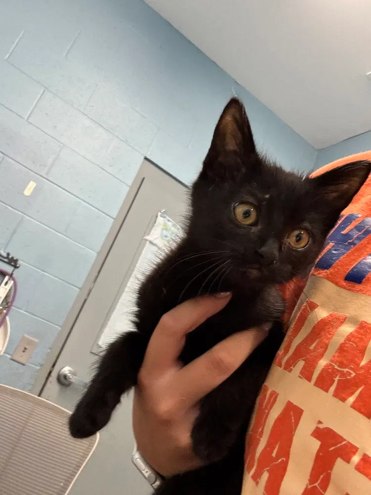 Phaedra, photo 3