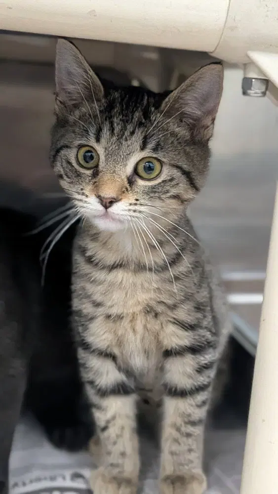 Charlie, a female kitten up for adoption