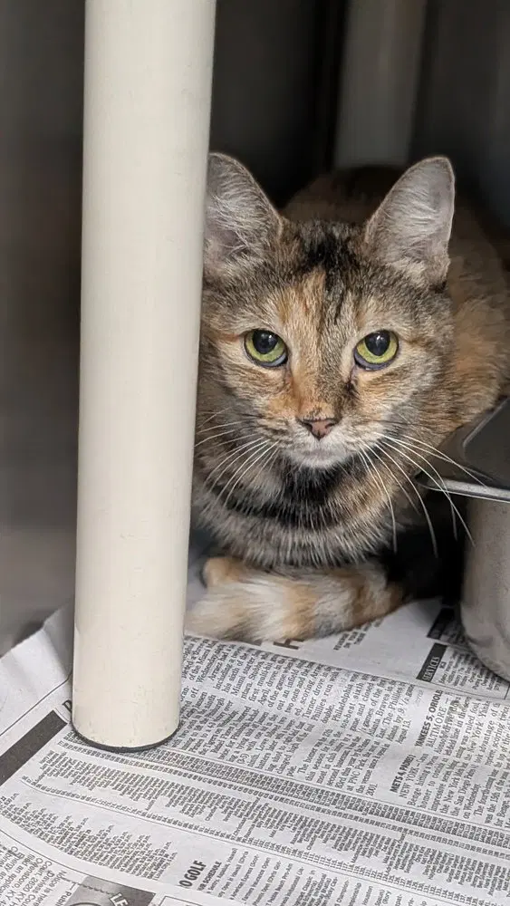 Rouge, an adult female cat up for adoption