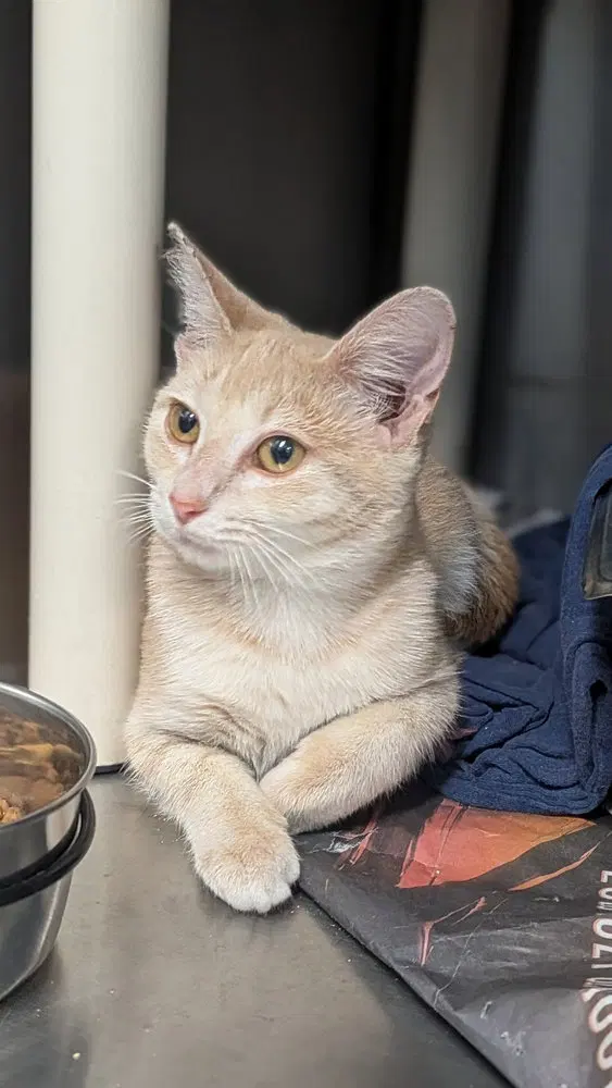Machu Picchu, a female kitten up for adoption
