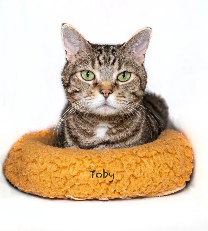 Toby, photo 2