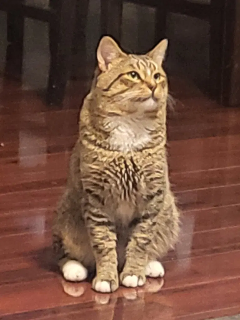 Haru, an adult male cat up for adoption
