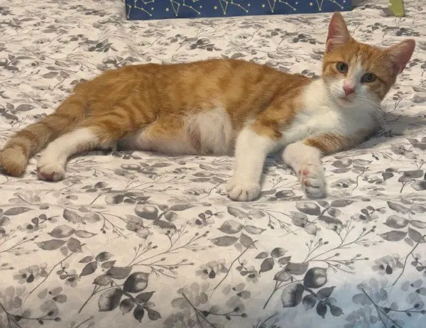 Sookie, a female American Shorthair kitten up for adoption