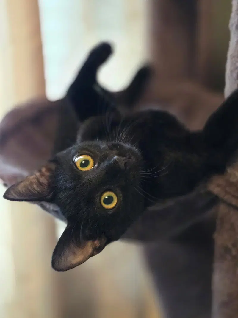 Xander, a young male cat up for adoption