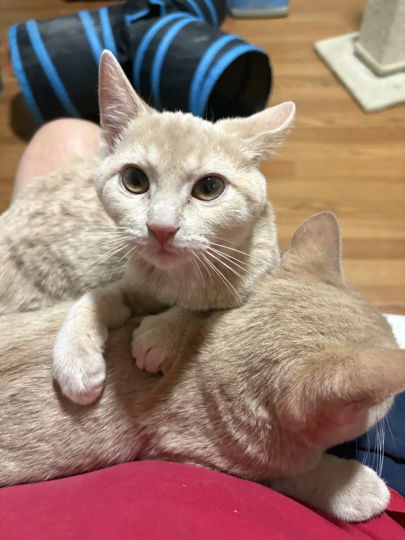 Amelia, photo 2