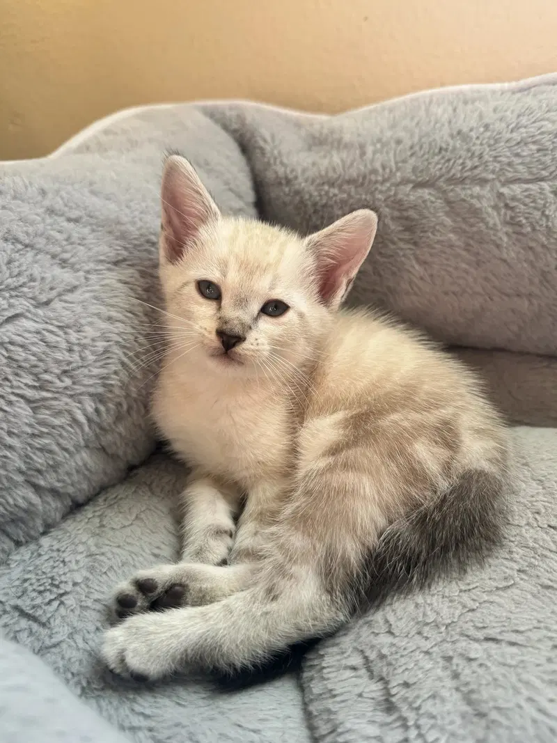 Beckett 8.26.26, a male kitten up for adoption