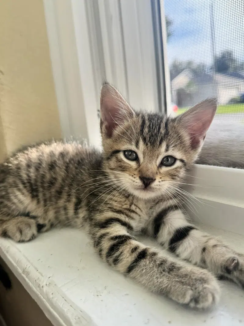 Blythe 8.26.26, a female kitten up for adoption