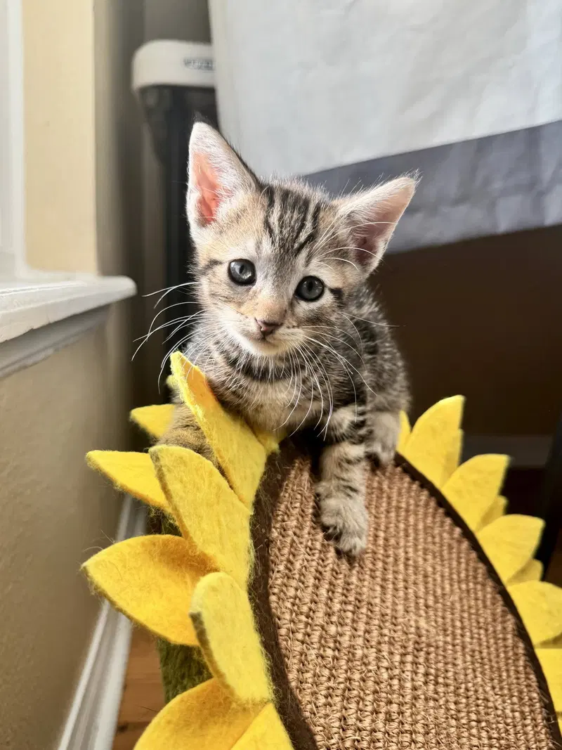 Brando 8.26.26, a male kitten up for adoption