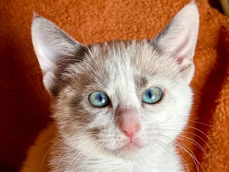 Ellie, a female kitten up for adoption